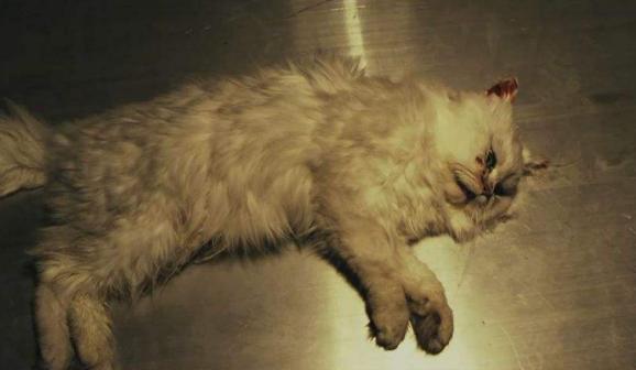 猫咪猝死的时候怎么拯救,猫咪看到猫死了怎么办