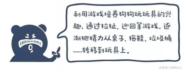 狗狗撕家怎么管教,狗狗撕家视频