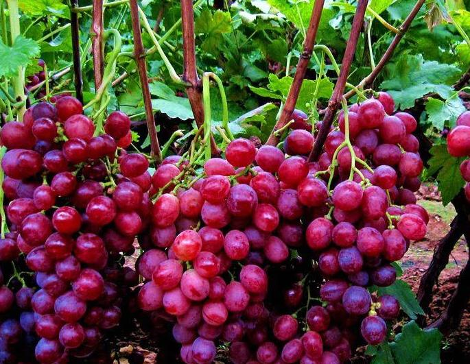 *疆新**优质水果大盘点，第四张你都没见过！