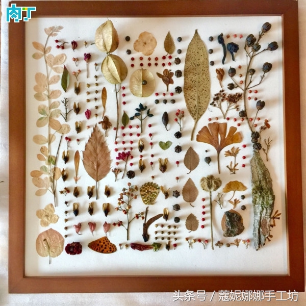 手工制作植物标本,手工标本制作植物花