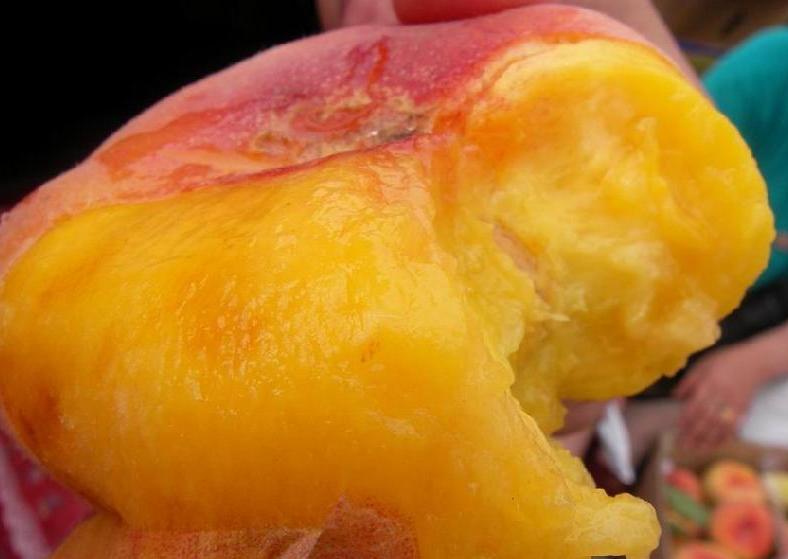 *疆新**优质水果大盘点，第四张你都没见过！