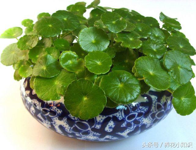 盆栽养花乱浇水是大忌别再做错了,所有的盆栽花卉浇水都需要浇透吗