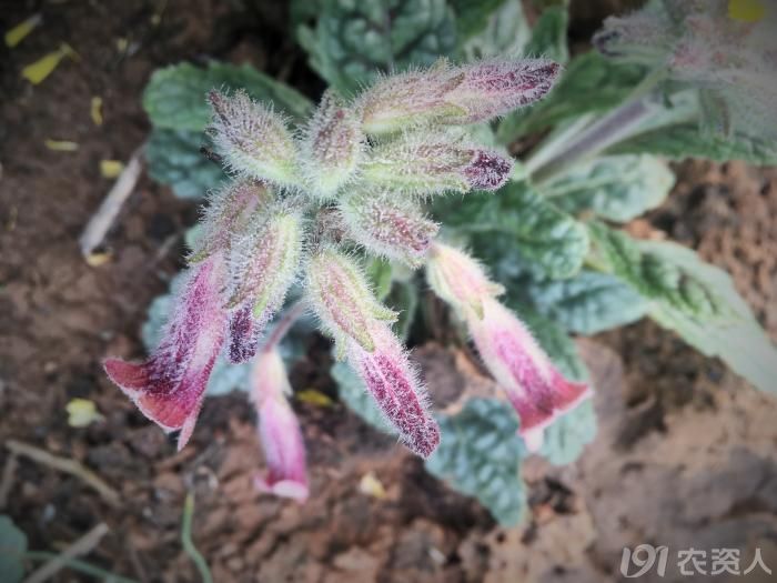 农村有这几样东西别扔,农村人这几种事千万不要做