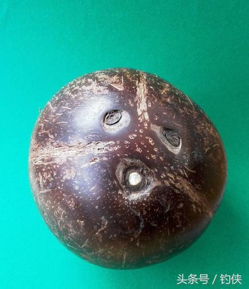 自制鱼洞,用椰子做窝