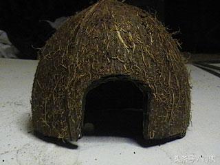 自制鱼洞,用椰子做窝