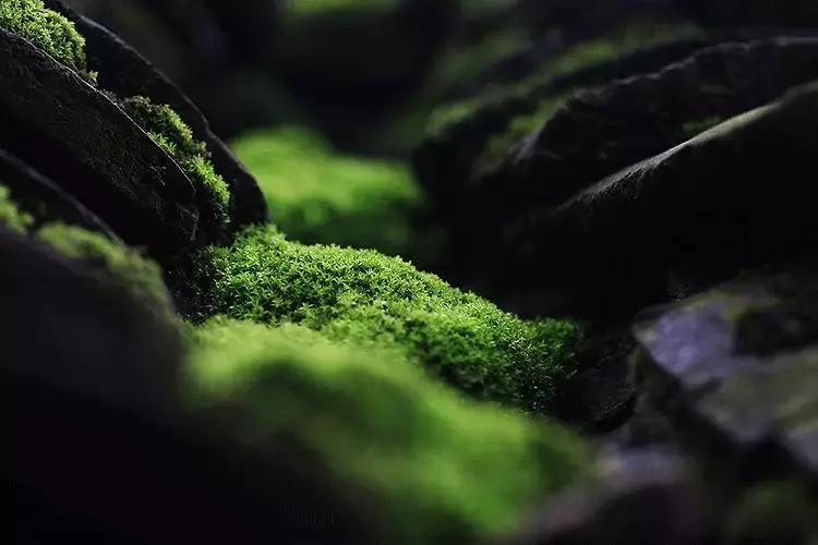 去除青苔的最好方法,去除青苔最有效的方法