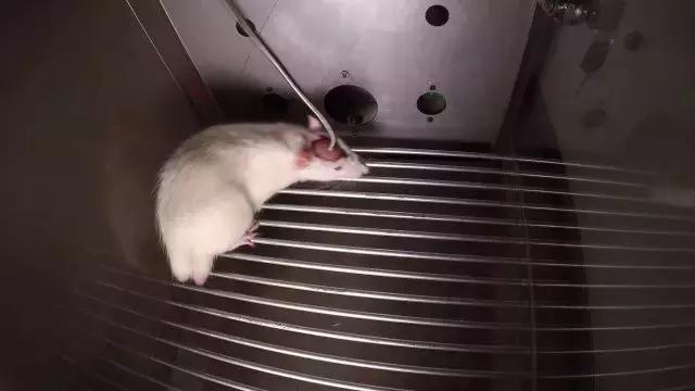 走近科学呼吸困难,走近科学除甲醛