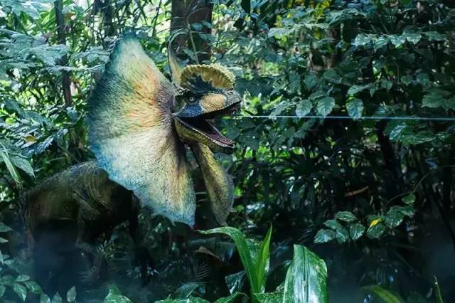 广州长隆野生动物园真实评价,广州长隆野生动物园讲解动物