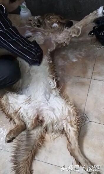 男子给狗狗洗澡吹毛,男子给宠物洗澡