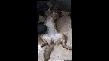 男子给狗狗洗澡吹毛,男子给宠物洗澡