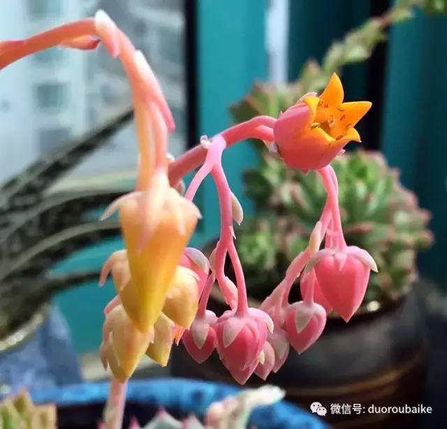 那些年我养过的多肉,这些年养过的花花草草