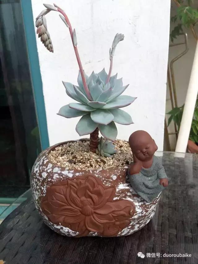 那些年我养过的多肉,这些年养过的花花草草