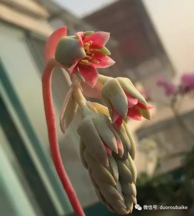 那些年我养过的多肉,这些年养过的花花草草