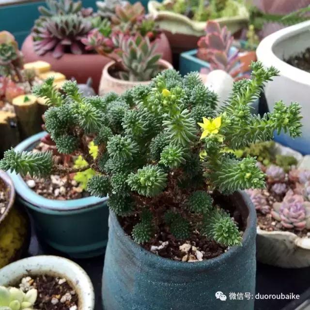 那些年我养过的多肉,这些年养过的花花草草