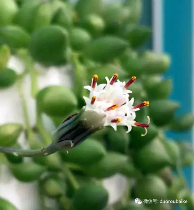 那些年我养过的多肉,这些年养过的花花草草