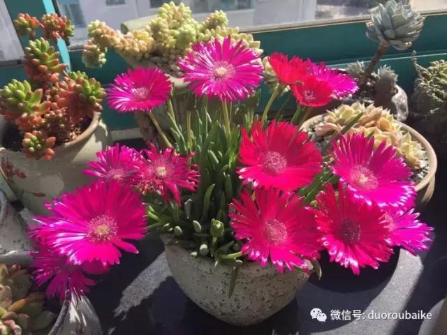 那些年我养过的多肉,这些年养过的花花草草