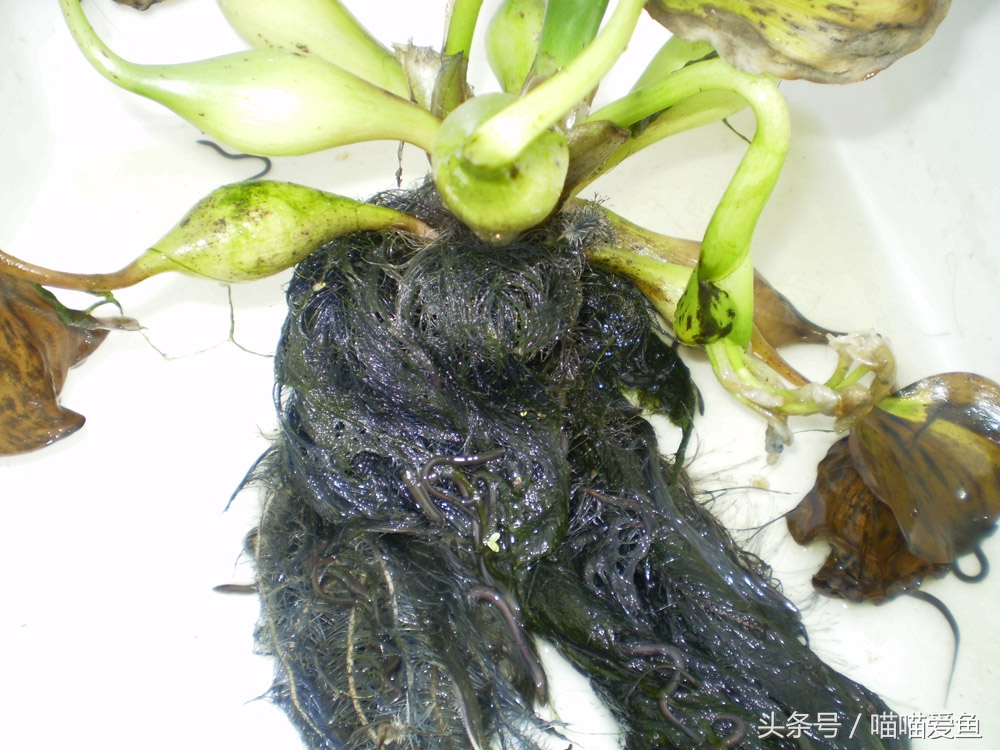 不用泥养黄鳝行吗,黄鳝养殖不下泥可以吗