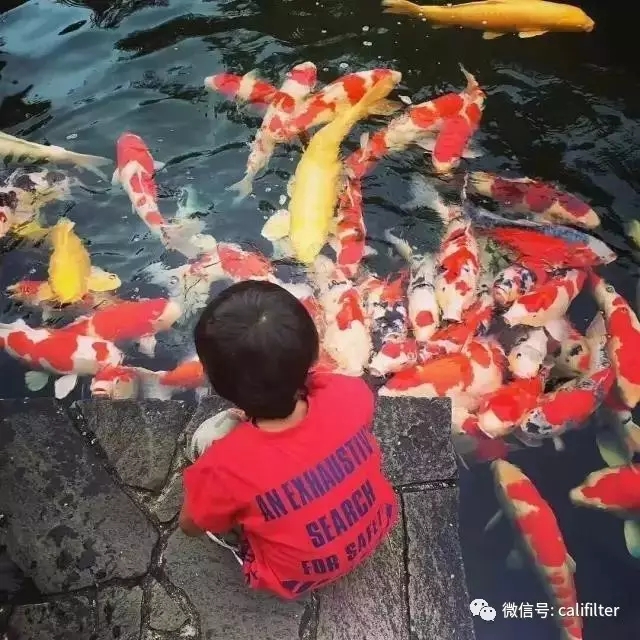 水中游动的活宝石,水中活宝石锦鲤视频