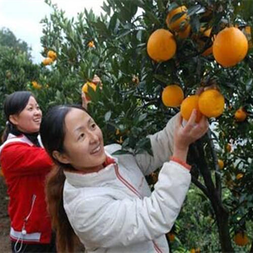 养生美食攻略吃货必备,养生美食推荐