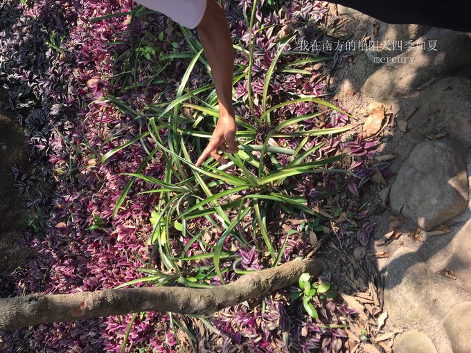 三亚旅游攻略家庭美食推荐,带着父母旅游三亚6日