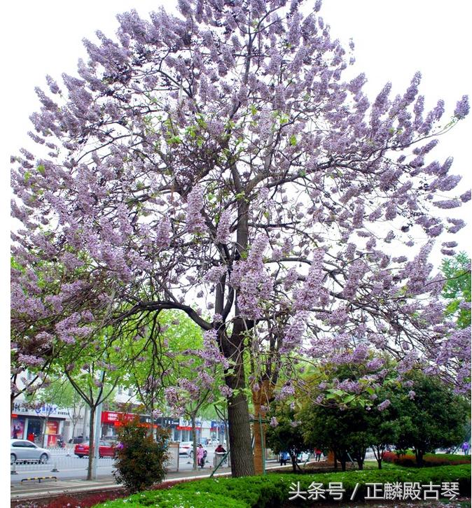 制作古琴的梧桐与泡桐的区别,古琴梧桐木和泡桐和杉木哪个好