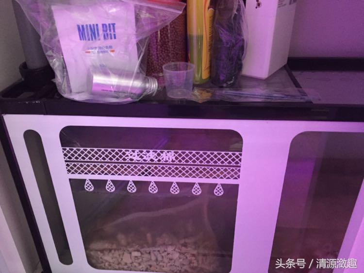 家居鱼缸养鱼,家居养鱼养什么样的鱼