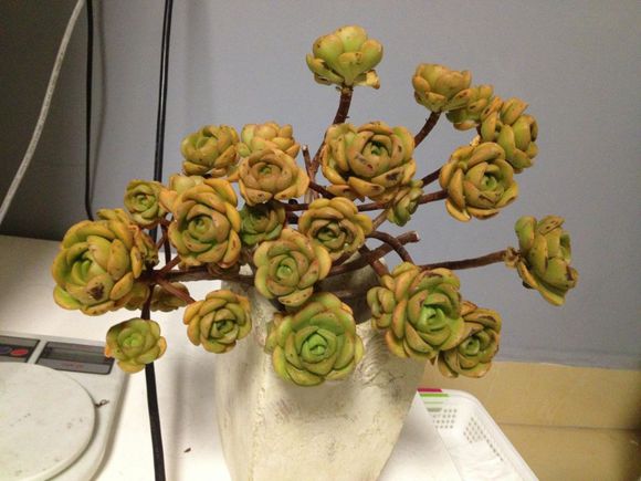 一股清香,一股青苹果香味的多肉植物百合丽丽,适合做多肉手捧花