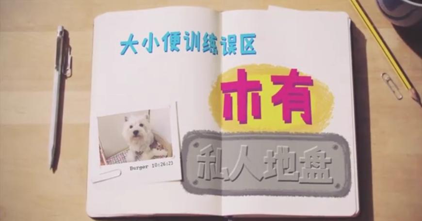 狗狗随地大小便时如何正确的惩罚,铲屎官怎样教狗狗定点上厕所