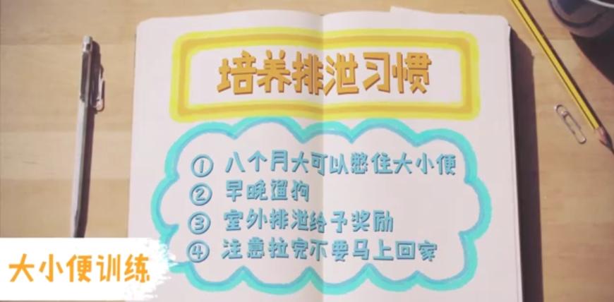 狗狗随地大小便时如何正确的惩罚,铲屎官怎样教狗狗定点上厕所