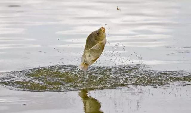 怎样对付鱼应激,如何消除鱼的应激反应