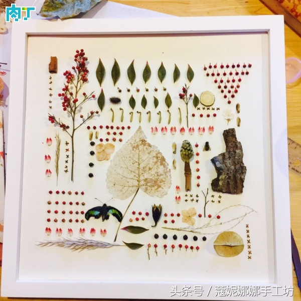 手工制作植物标本,手工标本制作植物花