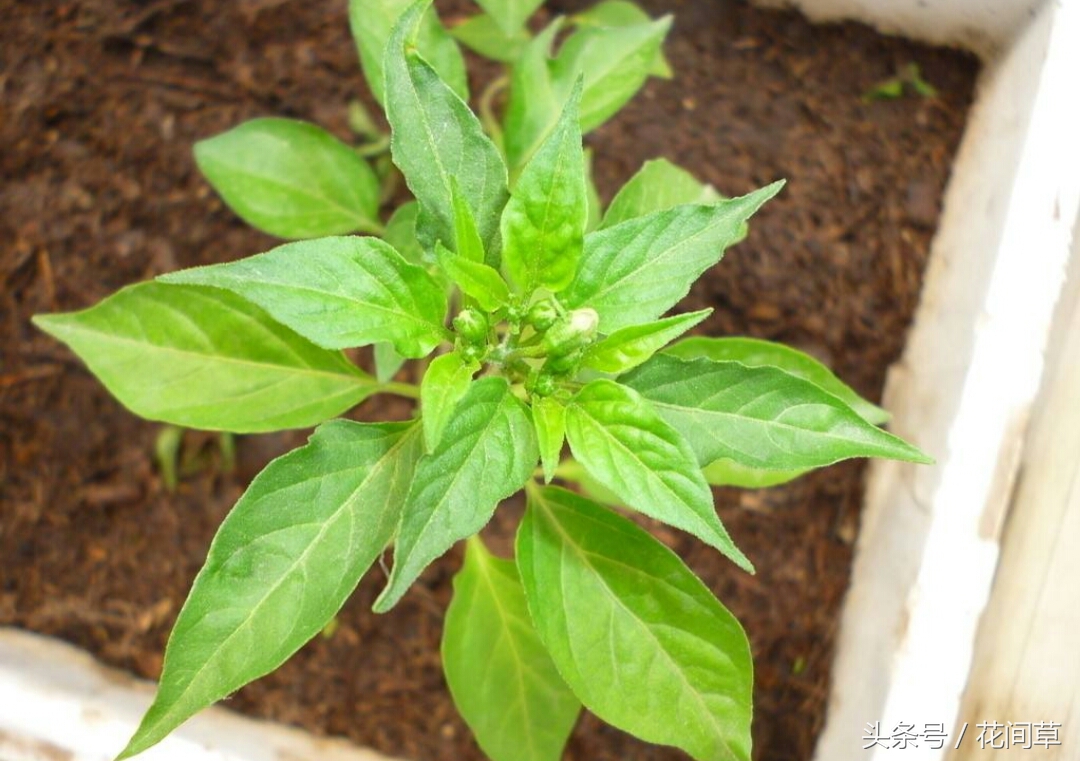 废物利用辣椒籽、发了芽的生姜别丢,几步让它变成阳台盆栽蔬菜