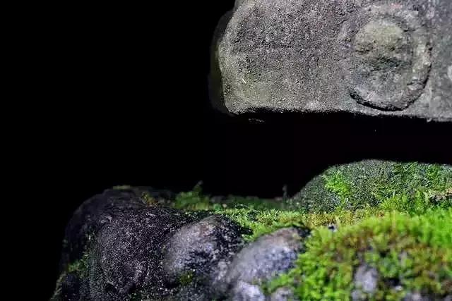 去除青苔的最好方法,去除青苔最有效的方法