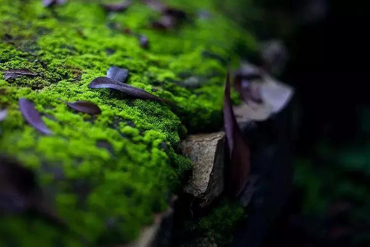 去除青苔的最好方法,去除青苔最有效的方法