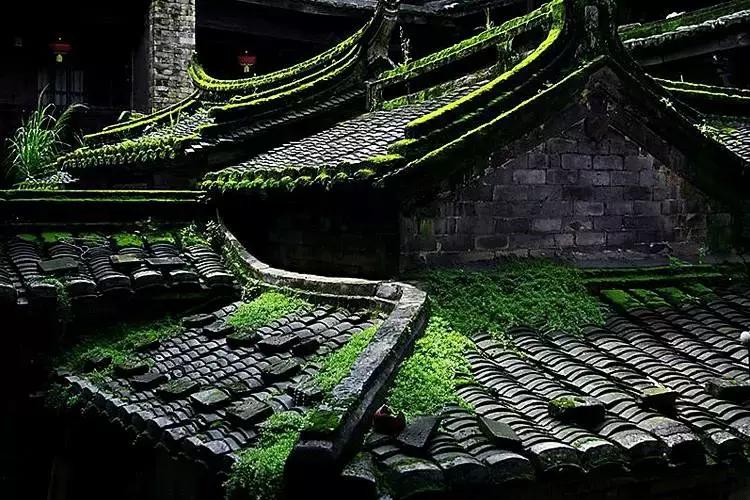 去除青苔的最好方法,去除青苔最有效的方法