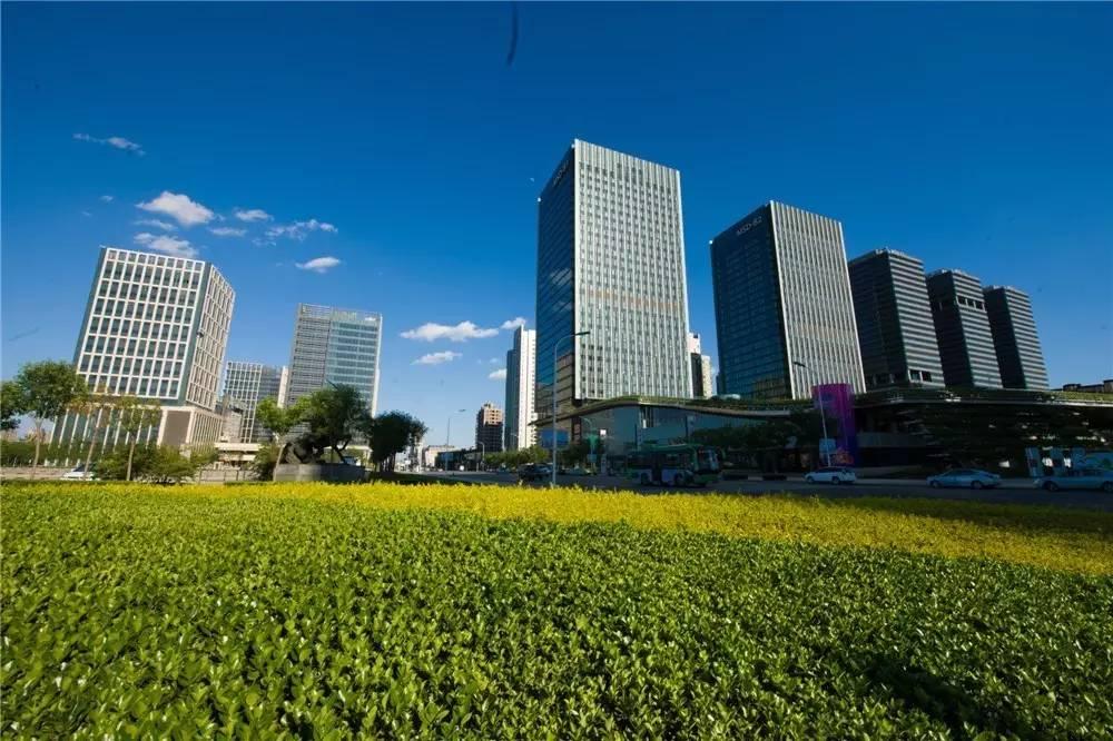 大美泰达满地灿烂！花期易逝，千金不换，还不快来！