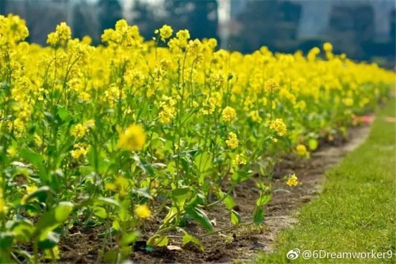 大美泰达满地灿烂！花期易逝，千金不换，还不快来！