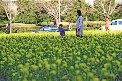 大美泰达满地灿烂！花期易逝，千金不换，还不快来！