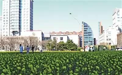 大美泰达满地灿烂！花期易逝，千金不换，还不快来！