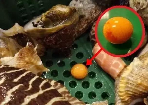 海螺吐出龙珠的视频,海螺吃出天价龙珠