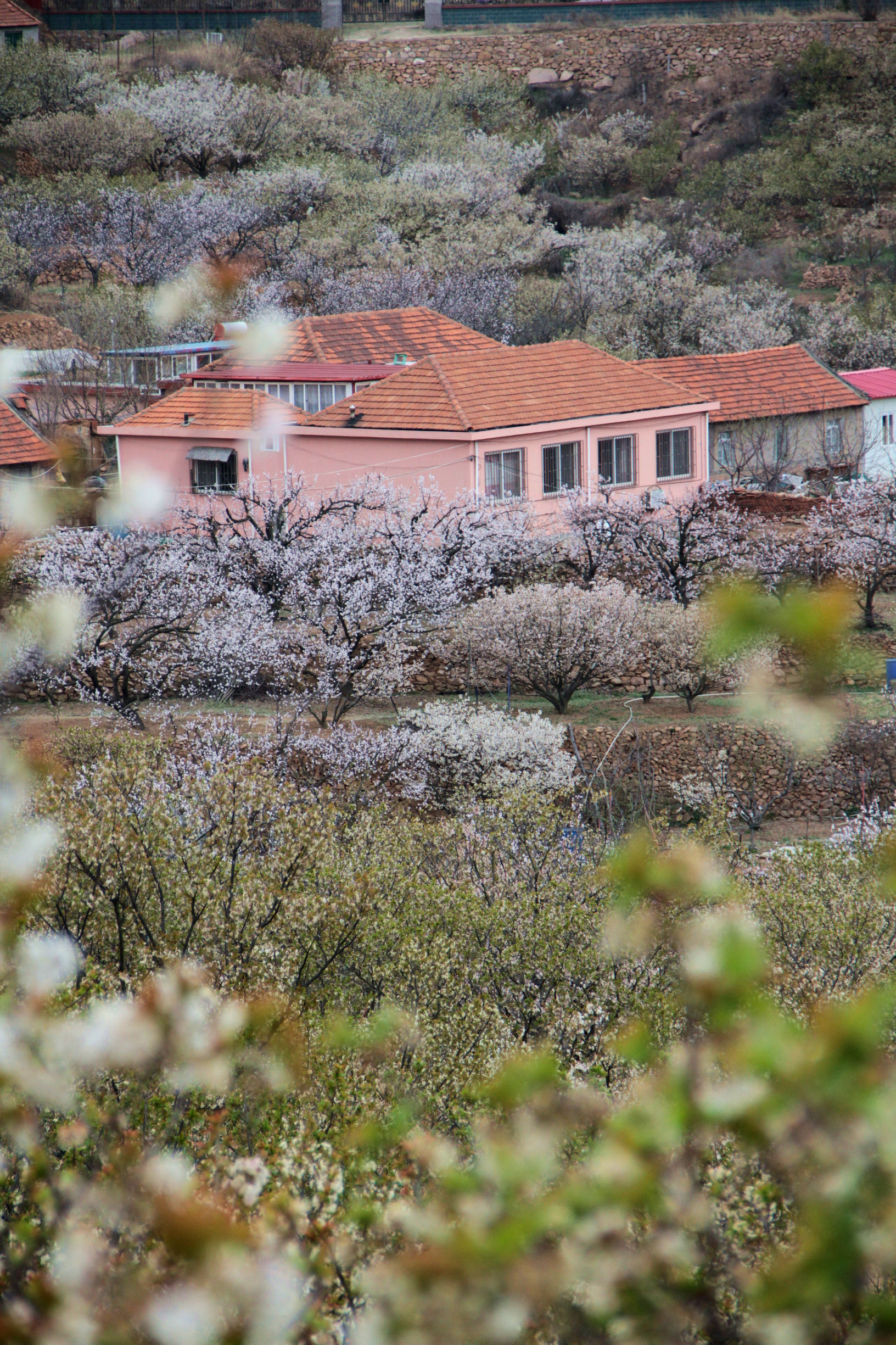青岛华夏樱桃谷,青岛樱桃谷小道