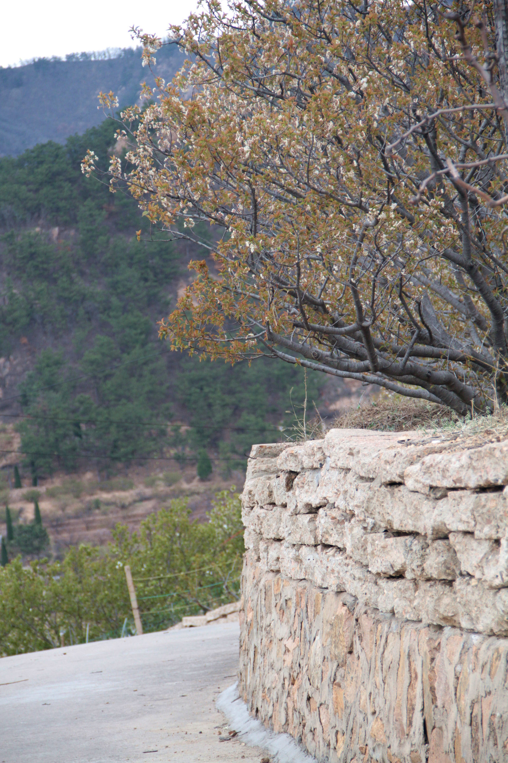 青岛华夏樱桃谷,青岛樱桃谷小道