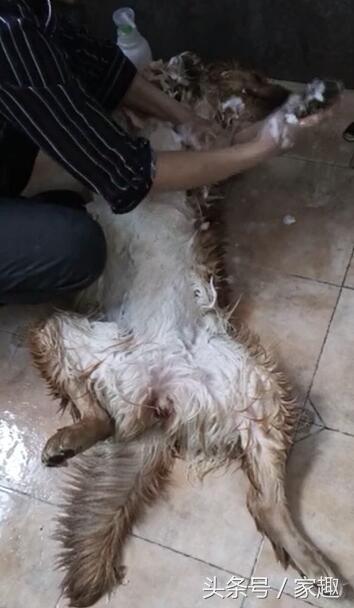 男子给狗狗洗澡吹毛,男子给宠物洗澡