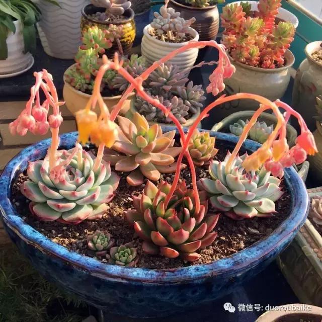 那些年我养过的多肉,这些年养过的花花草草