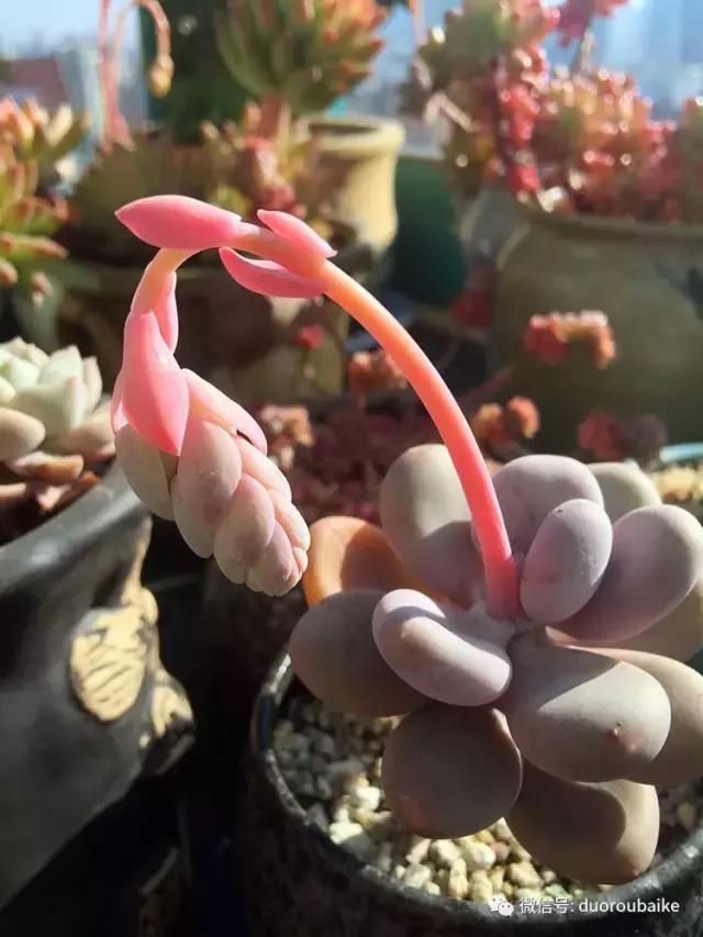 那些年我养过的多肉,这些年养过的花花草草