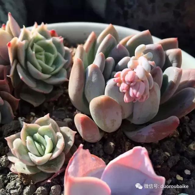 那些年我养过的多肉,这些年养过的花花草草