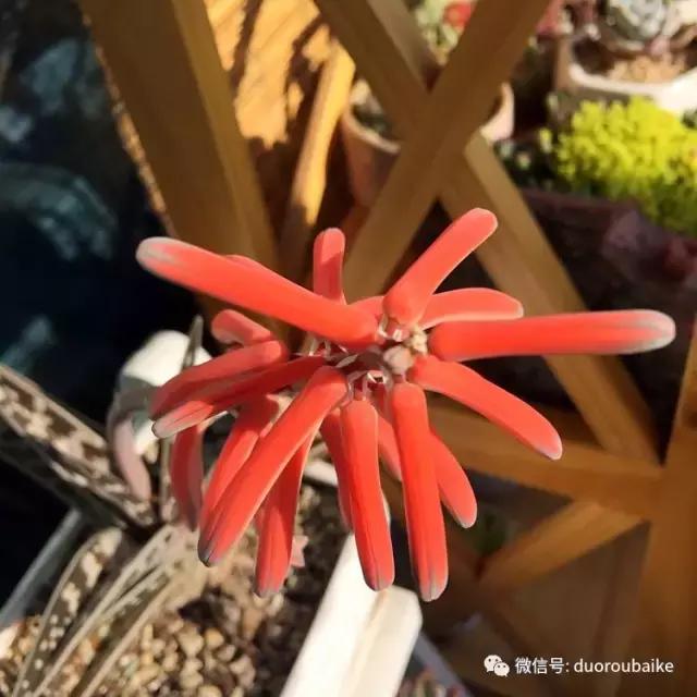 那些年我养过的多肉,这些年养过的花花草草