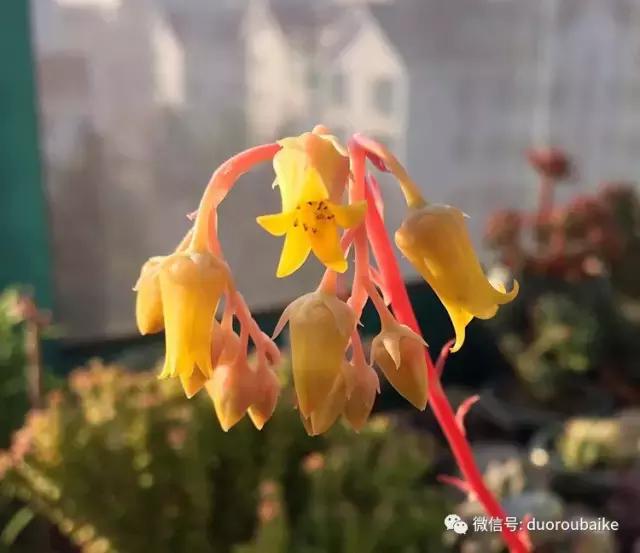 那些年我养过的多肉,这些年养过的花花草草