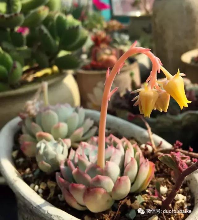 那些年我养过的多肉,这些年养过的花花草草