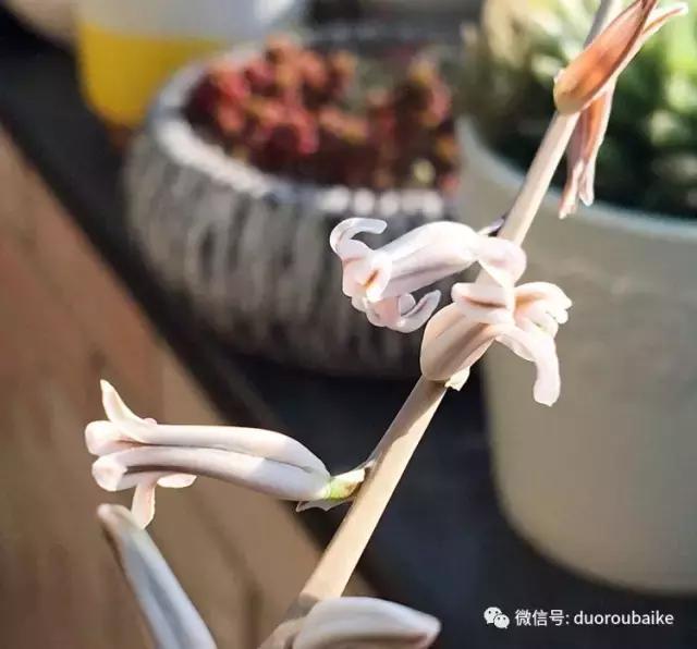 那些年我养过的多肉,这些年养过的花花草草